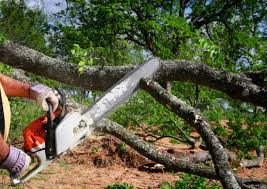 Best Tree Health Inspection  in Garden City, KS