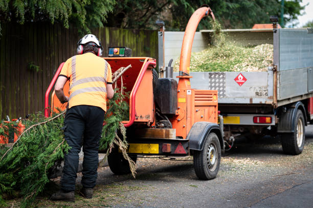 Best Lawn Disease Treatment  in Garden City, KS