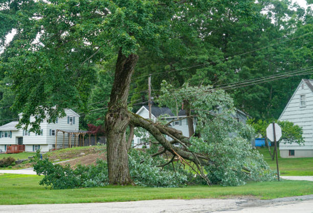 Best Hazardous Tree Removal  in Garden City, KS