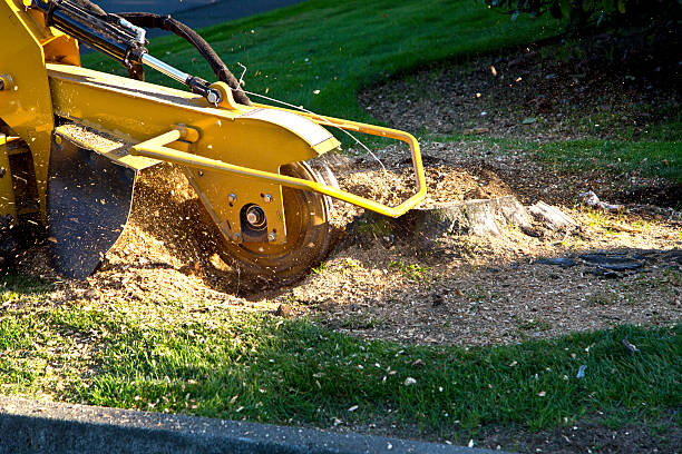 Best Sod Installation  in Garden City, KS